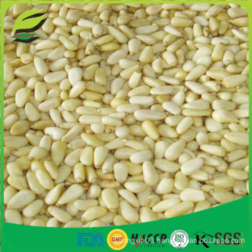 Wholesale pine Nut kernels for export